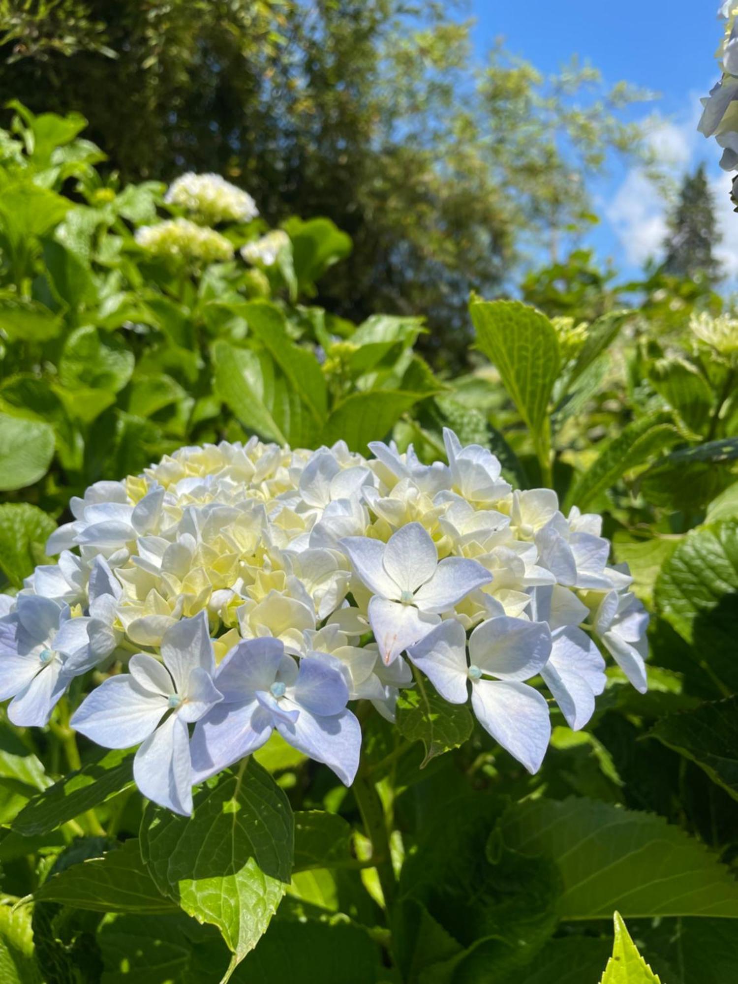 B&B Villa Giardini Susanna Gattico Екстер'єр фото